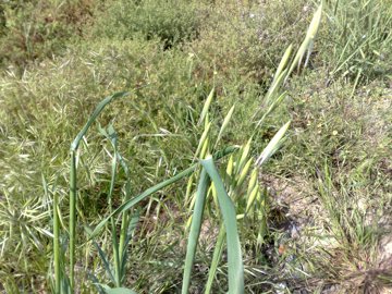 Avena selvatica?